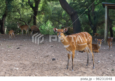 Herd of red striped forest antelope sitatunga Herd of red striped forest antelope sitatunga 96231048