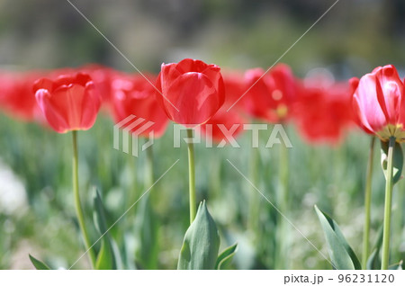 チューリップ 96231120