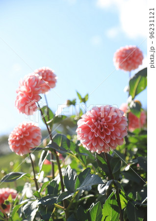青空に映えるピンクのダリア 96231121