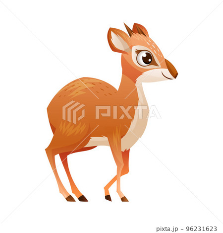 Standing Brown Dik-dik as African Small Antelope with Horns Vector Illustration 96231623