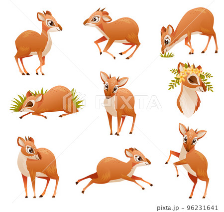 Brown Dik-dik as African Small Antelope with Horns in Different Pose Vector Set Brown Dik-dik as African Small Antelope with Horns in Different Pose Vector Set 96231641