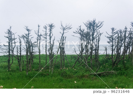 coastal landscape of Kunashir island with dry dwarf trees curved by the wind coastal landscape of Kunashir island with dry dwarf trees curved by the wind 96231646