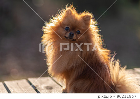 Mini pomeranian walks in the park. Pomeranian on a walk in the autumn park. Dog on the street. 96231957