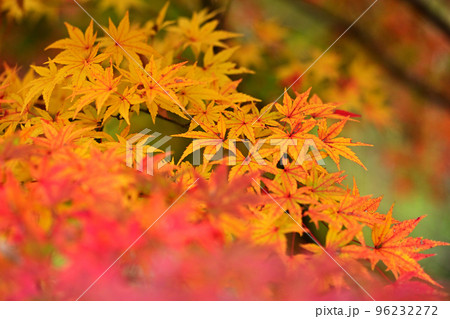 【群馬県】紅葉 【群馬県】紅葉 96232272