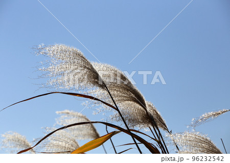 ススキ 96232542