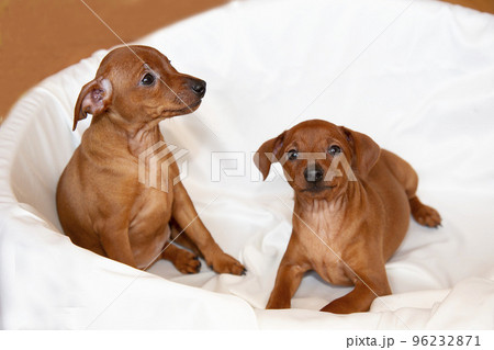 Two playful, cheerful zwergpinscher puppies.  96232871