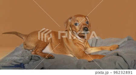 A smooth-haired puppy looks into the camera. Little dog posing, Mini pinscher. 96232891
