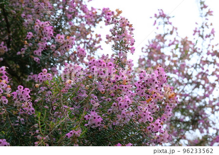 満開のジャノメエリカの花 満開のジャノメエリカの花 96233562