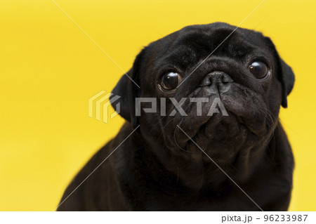 close up of a cute pug dog with black fur looking up with humble eyes on yellow studio background close up of a cute pug dog with black fur looking up with humble eyes on yellow studio background 96233987