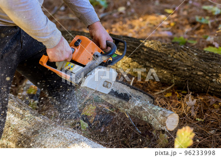 In process of clearing forest for new house man is cutting trees with chainsaw In process of clearing forest for new house man is cutting trees with chainsaw 96233998