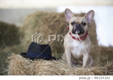 A bulldog breed dog sits during a rest in the hayloft among haystacks and looks attentively into the camera. 96234162