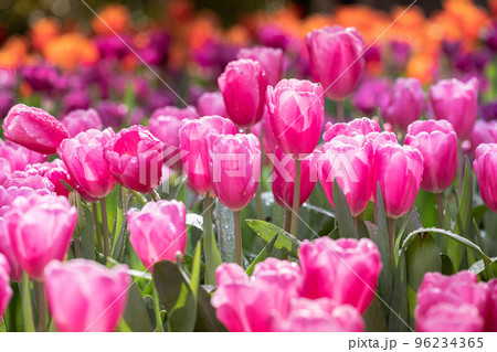 Tulip 96234365
