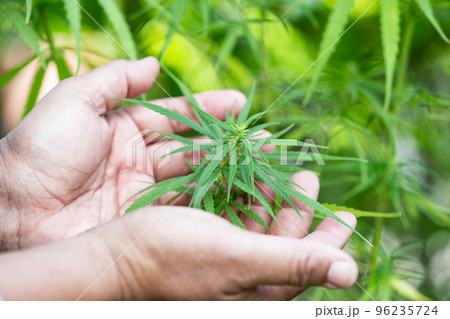 Cannabis, marijuana and Cannabinoids plant, alternative herb medical concept. Cannabis, marijuana and Cannabinoids plant, alternative herb medical concept. 96235724