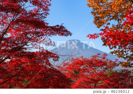 山梨県富士吉田市 紅葉の間から覗く富士山 新倉富士浅間神社の参道から 96236012