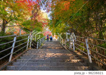山梨県富士吉田市 紅葉の新倉富士浅間神社、さくや姫階段 山梨県富士吉田市 紅葉の新倉富士浅間神社、さくや姫階段 96236021