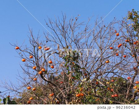 11の残り柿 96236042