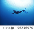 人魚のように素潜りするダイバー 96236970