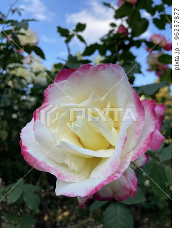 見頃を迎えた秋のバラの写真素材 [96237877] - PIXTA