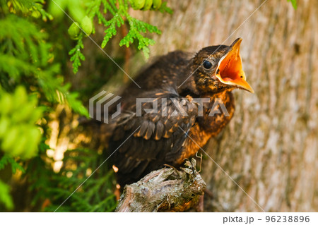 A thrush chick sits on a tree branch with its beak open in search of food. The bird is a small blackbird sitting on a tree A thrush chick sits on a tree branch with its beak open in search of food. The bird is a small blackbird sitting on a tree 96238896
