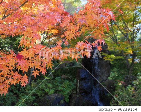 秋の青龍山吉祥寺　境内の紅葉 96239154