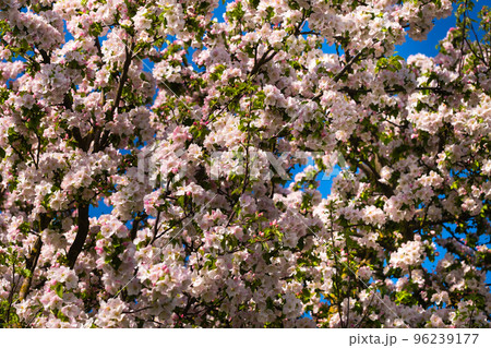 Background of apple tree branches with pink flowers on a blue sky background 96239177