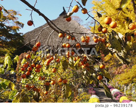 秋の青龍山吉祥寺　境内の豆柿 96239178