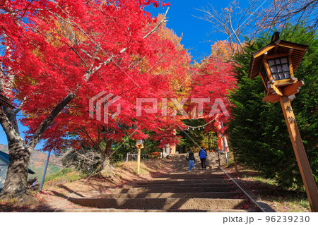 山梨県富士吉田市 紅葉に染まる新倉富士浅間神社、参道と鳥居 山梨県富士吉田市 紅葉に染まる新倉富士浅間神社、参道と鳥居 96239230