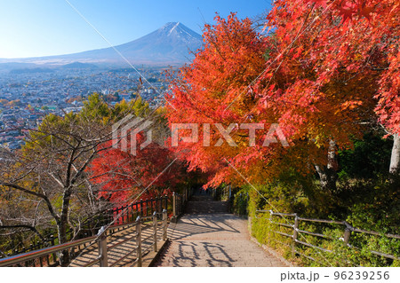 山梨県富士吉田市 富士山と紅葉の新倉富士浅間神社、さくや姫階段 山梨県富士吉田市 富士山と紅葉の新倉富士浅間神社、さくや姫階段 96239256