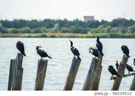 A flock of cormorants sits on a old sea pier in orange sunset light 96239512