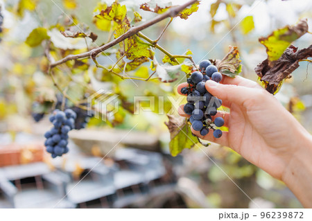 women's hands collect black grapes on a farm or vineyards. wine production or farm eco products store. fruits and vegetables women's hands collect black grapes on a farm or vineyards. wine production or farm eco products store. fruits and vegetables 96239872