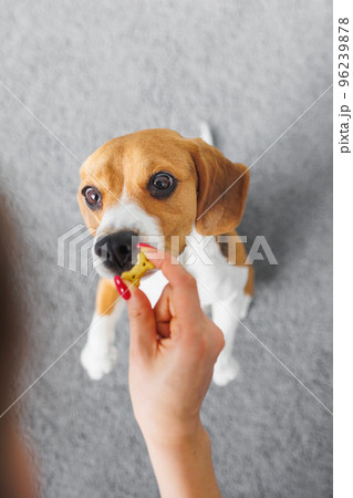 beagle dog training, top view of a thoroughbred dog. the cute pet executes the sit command. dog food and animal clothing beagle dog training, top view of a thoroughbred dog. the cute pet executes the sit command. dog food and animal clothing 96239878