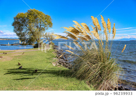 【タウポ】タウポ湖 96239933