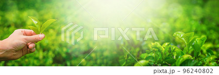 Close up leaf of green tea 96240802