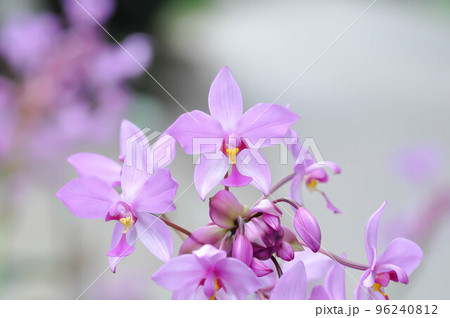 Ground orchid, Spathoglottis or Acanthephippium or Bletia or Calanthe or purple flower 96240812