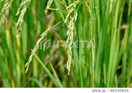 rice plant or rice field , sticky rice plant or paddy field rice plant or rice field , sticky rice plant or paddy field 96240814