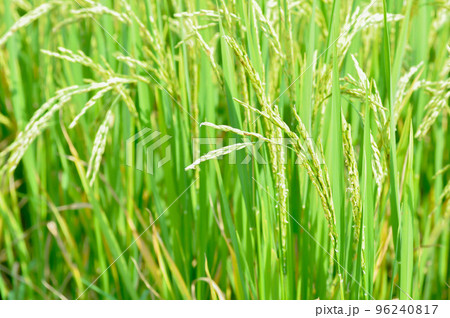 rice plant or rice field , sticky rice plant or paddy field rice plant or rice field , sticky rice plant or paddy field 96240817