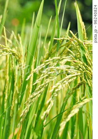 rice plant or rice field , sticky rice plant or paddy field 96240824