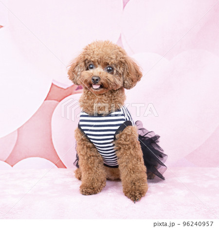お座りして微笑むトイプードル 96240957