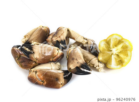 crab in studio crab in studio 96240976