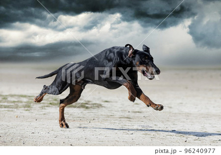 training of dobermann pinscher 96240977