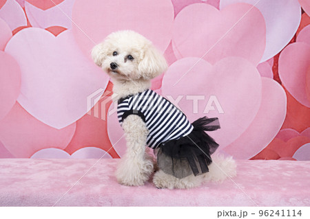 ハートバックで微笑む白いトイプードル 96241114
