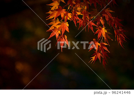夕陽に輝く紅葉 96241446