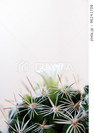 Minimal green cactus houseplant on pastel background,vertical 96241706