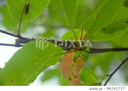 Lymantria dispar caterpillars move in forest. Lymantria dispar caterpillars move in forest. 96241737