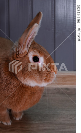 Red rabbit standing sideways, vertical photo, portrait at eye level. Adult young male Burgundy rabbit indoors. Symbol of the year 96241859