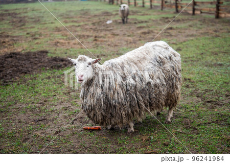 A dirty British dairy sheep stands in a pasture 96241984
