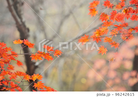 渓谷の紅葉したモミジの葉 渓谷の紅葉したモミジの葉 96242615