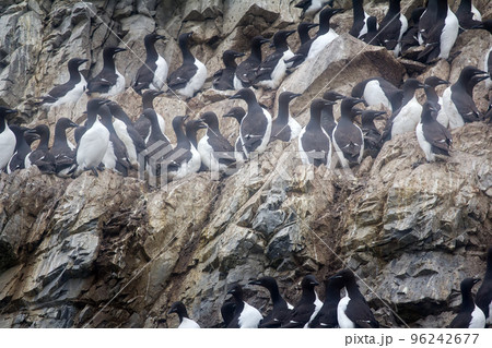 Thick-billed murres were taken nesting place on ledge 4 Thick-billed murres were taken nesting place on ledge 4 96242677