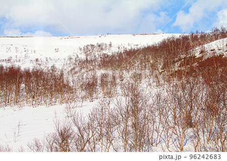 Mountain tundra of Lapland in spring. Snow-covered expanse and birch elfin 96242683