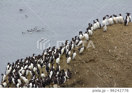 planar colony of brunnich guillemots and common guillemots on the Novaya Zemlya archipelago, Barents sea planar colony of brunnich guillemots and common guillemots on the Novaya Zemlya archipelago, Barents sea 96242776